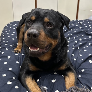 Opinión de cliente clínica Animalvet